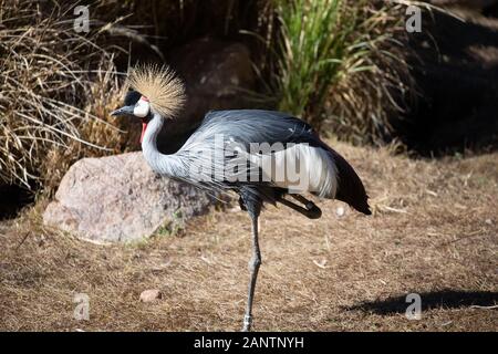 Ein graues gekrönt Kran im Zoo von Phoenix, Arizona, USA Stockfoto