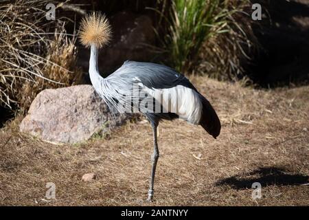 Ein graues gekrönt Kran im Zoo von Phoenix, Arizona, USA Stockfoto