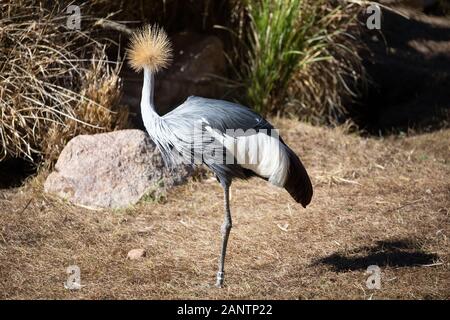 Ein graues gekrönt Kran im Zoo von Phoenix, Arizona, USA Stockfoto