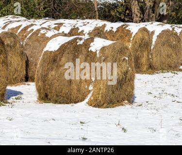 Große, runde Gras- und Luzera-Heuballen, die in Schnee auf Weide oder Feld bedeckt sind Stockfoto