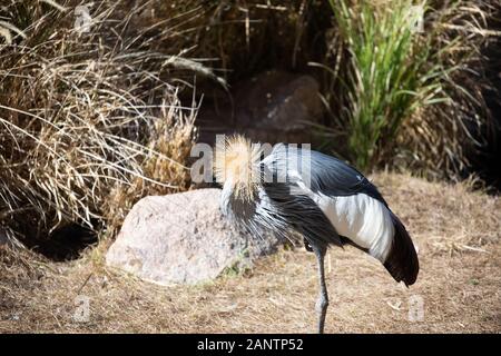 Ein graues gekrönt Kran im Zoo von Phoenix, Arizona, USA Stockfoto