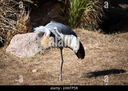 Ein graues gekrönt Kran im Zoo von Phoenix, Arizona, USA Stockfoto