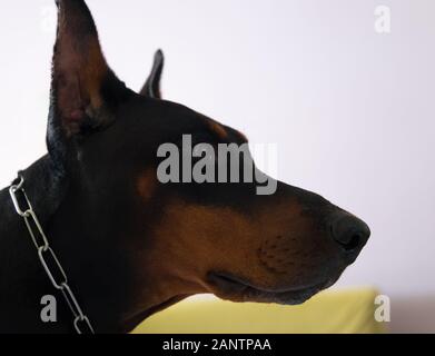 Häuslich gehorsam freundlicher schwarzbrauner männlicher doberman im Zimmer in Kalkutta Indien Stockfoto