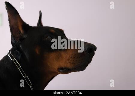 Häuslich gehorsam freundlicher schwarzbrauner männlicher doberman im Zimmer in Kalkutta Indien Stockfoto