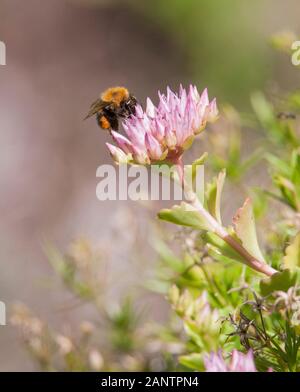 Hummel im Garten auf Blume der Sedum Stockfoto