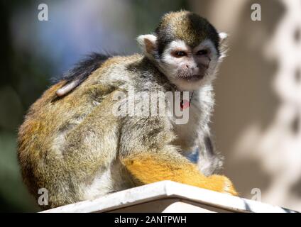 Totenkopfäffchen im Zoo von Phoenix, Arizona, USA Stockfoto