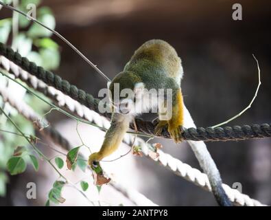 Totenkopfäffchen im Zoo von Phoenix, Arizona, USA Stockfoto