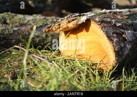 Der gesägt Stamm oder Ast eines alten Baumes liegt auf dem Gras Stockfoto