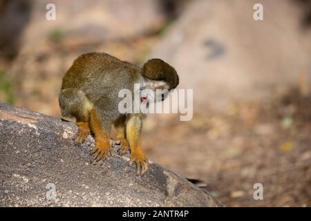 Totenkopfäffchen im Zoo von Phoenix, Arizona, USA Stockfoto