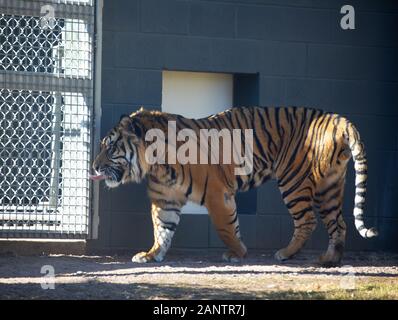 Sumatra Tiger im Zoo von Phoenix, Arizona, USA Stockfoto