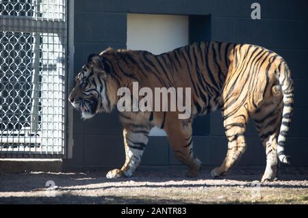 Sumatra Tiger im Zoo von Phoenix, Arizona, USA Stockfoto