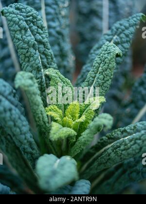 Kale Nero di Toscana mit frischen Wachstum in einem Gemüsegarten im Januar. Stockfoto