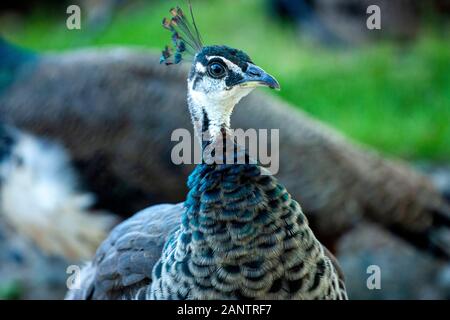 Bild eines jungen männlichen Pfau Stockfoto