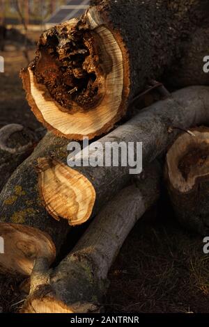 Stapel der alten gesägt Baumstämme und Äste. Stockfoto