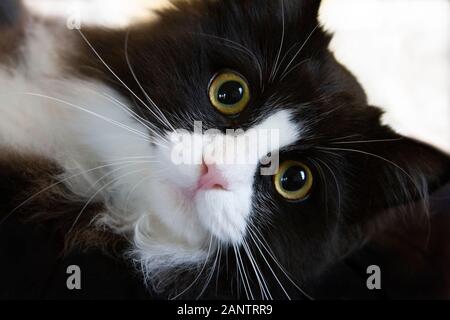 Eine große Augen, schwarze und weiße Katze Stockfoto