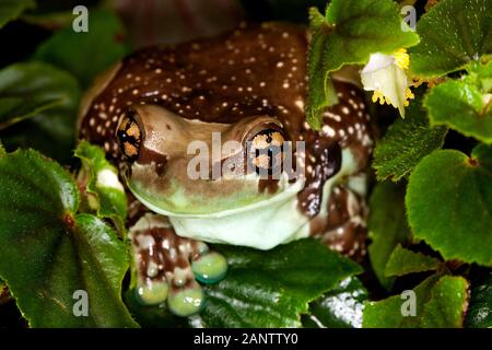 AMAZON Milch Frosch Phrynohyas Resinifictrix, Erwachsene Stockfoto