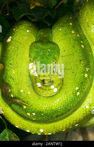 Grüner Baum PHYTON Morelia Viridis, Erwachsene Stockfoto