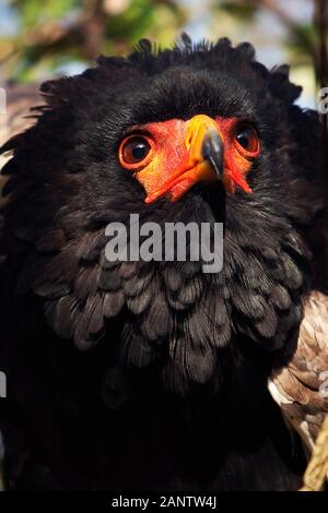 BATELEUR Adler Terathopius Ecaudatus, Porträt von Erwachsenen Stockfoto