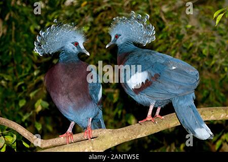 GOURA VICTORIA GOURA VICTORIA, PAAR AUF EINER FILIALE Stockfoto