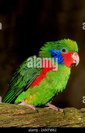 ROT-FLANKIERT LORIKEET CHARMOSYNA PLACENTIS, MÄNNLICH AUF AST STEHEND Stockfoto