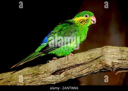 ROT-FLANKIERT LORIKEET CHARMOSYNA PLACENTIS, WEIBLICH AUF AST STEHEND Stockfoto