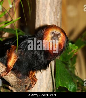 GOLDENER LÖWE TAMARIN LEONTOPITHECUS CHRYSOMELAS, ERWACHSENER STEHT AUF AST Stockfoto