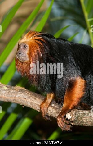 GOLDENER LÖWE TAMARIN LEONTOPITHECUS CHRYSOMELAS, ERWACHSENER STEHT AUF AST Stockfoto