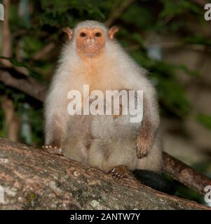 SILBRIG MARMOSET Mico Argentatus, weibliche mit BABY Stockfoto