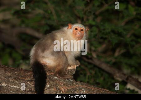 SILBRIGE MARMOSE MICO ARGENTATUS, WEIBLICH AUF AST STEHEND Stockfoto