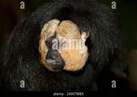 WEIßE Spitze SAKI Pithecia Pithecia, Porträt von männlichen Stockfoto