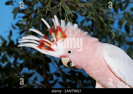 Rosa Kakadu oder großen MITCHELLS Kakadu Cacatua Leadbeateri, Erwachsener, Nahaufnahme des Kopfes Stockfoto