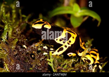 GELB-BANDED POISSON FROG Dendrobates Leucomelas, Erwachsene Stockfoto