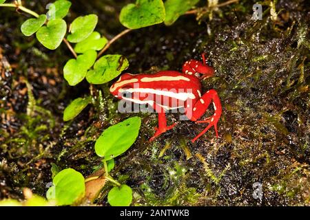 PHANTASMAL POISON FROG Epipedobates Tricolor, Erwachsene Stockfoto