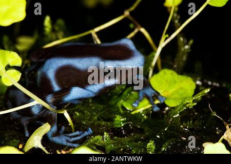 GRÜNE und schwarze POISON DART FROG Dendrobates Auratus, blaue FORM, Erwachsene Stockfoto