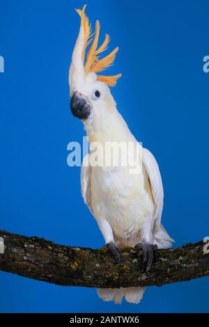 Citron-CRESTED CAKATOO cacatua sulfurea citrinocristata, ERWACHSENE STEHEN AUF AST Stockfoto