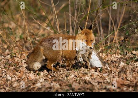 ROTFUCHS Vulpes Vulpes, männlich mit A Kaninchen zu töten, Normandie IN Frankreich Stockfoto