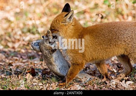 ROTFUCHS Vulpes Vulpes, männliche tragen töten, A Kaninchen, Normandie IN Frankreich Stockfoto