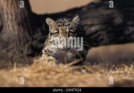 GETRÜBT LEOPARD Neofelis Nebulosa, Erwachsene Stockfoto