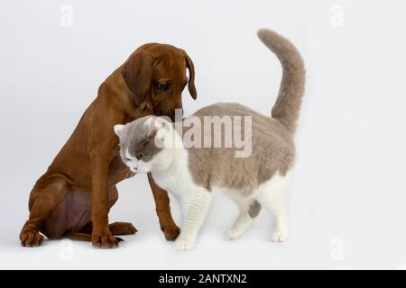 INLÄNDISCHE MÄNNLICHEN LILA UND WEIß BRITISCH KURZHAAR KATZE MIT EINEM RHODESIAN RIDGEBACK 3 MONATE ALTEN WELPEN Stockfoto