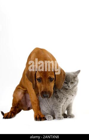 MÄNNLICHE LILA BRITISCH KURZHAAR-HAUSKATZE UND RHODESIAN RIDGEBACK WELPEN 3 MONATE ALT Stockfoto