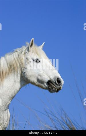 CAMARGUE PFERD, PORTRAIT, SAINTES MARIE DE LA MER IN SÜDFRANKREICH Stockfoto