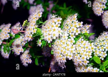 Blühende fabrikantenvilla oder mädesüß. Zweige mit weißen Blüten. Close-up Fabrikantenvilla Blume. Frühjahr Blütezeit der dekorativen Bushs Reeve Fabrikantenvilla. Flowe Stockfoto