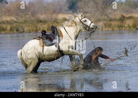 CAMARGUE-PFERD, IN SUMPF FALLENDER REITER, SAINTES MARIE DE LA MER IM SÜDEN FRANKREICHS Stockfoto