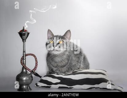 Cat Farbe silber tabby mit leuchtend gelben Augen sitzt auf einem schwarz-weiß gestreiften Kissen neben der Wasserpfeife, schaut den Rauch Stockfoto