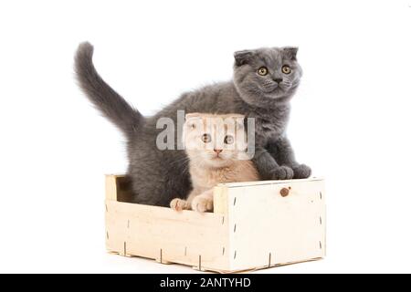 CREME UND BLAU SCOTTISH FOLD KATZE, 2 MONATE ALTE KÄTZCHEN SPIELEN IN EINER KISTE Stockfoto