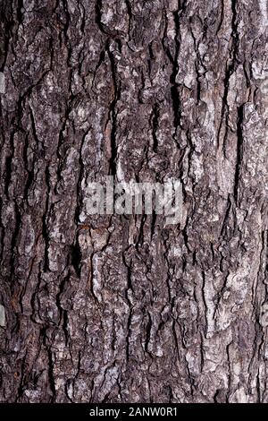 Die Beschaffenheit der Rinde ist grau. Foto Hintergrund Rinde close-up. Stockfoto