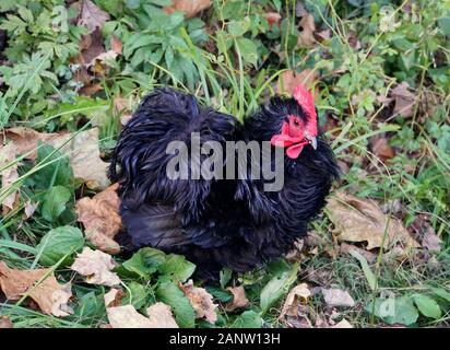 Ein schwarzes Fritzhähnchen mit lockigen Federn auf dem Gras Stockfoto