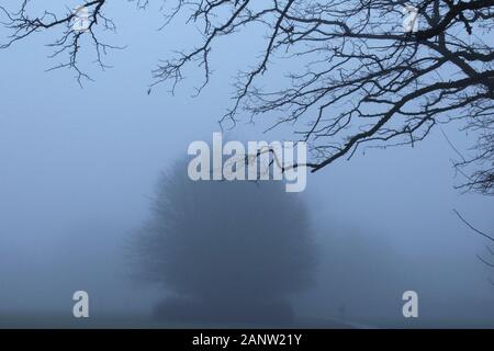 Düstere Park in England, bedeckt mit dichten Nebel