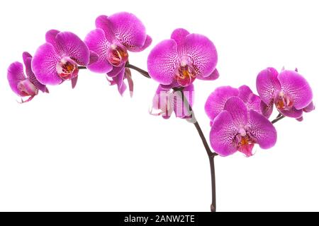 Zweig der rosa blühenden Orchideen, auf weißem Hintergrund. Stockfoto