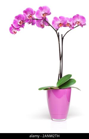 Pink Orchid in dekorativen Topf auf dem weißen Hintergrund, clipping path enthalten. Stockfoto